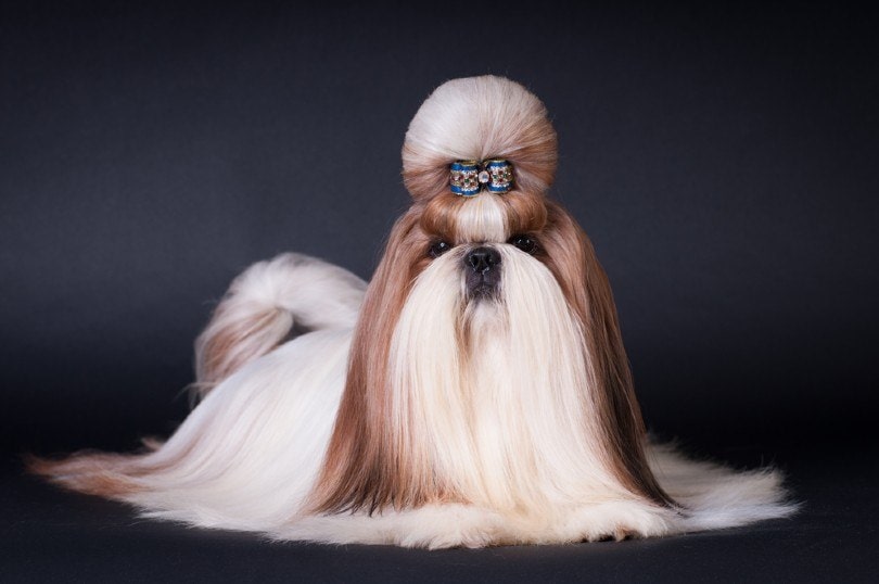 shih tzu with the top knot show cut