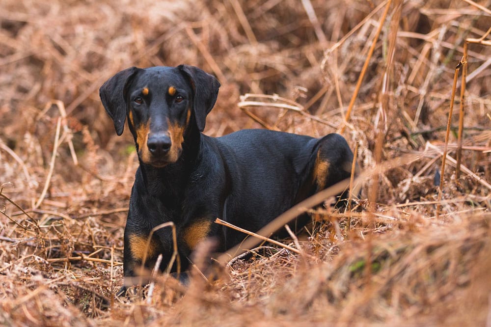 short-coated black and brown doberman on brown grass field