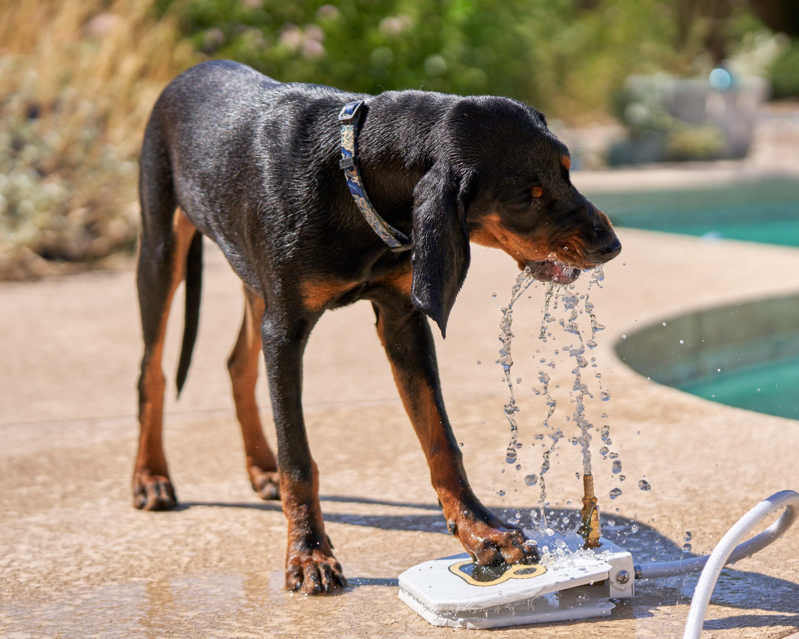 Coonhound Puppy Playing With Water Fountain