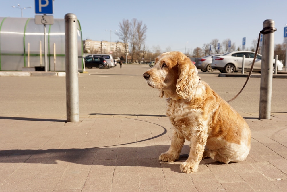 A dog tied with a leash to a post sits