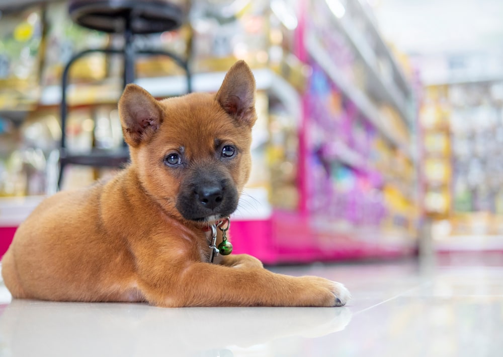Dog inside a pet shop