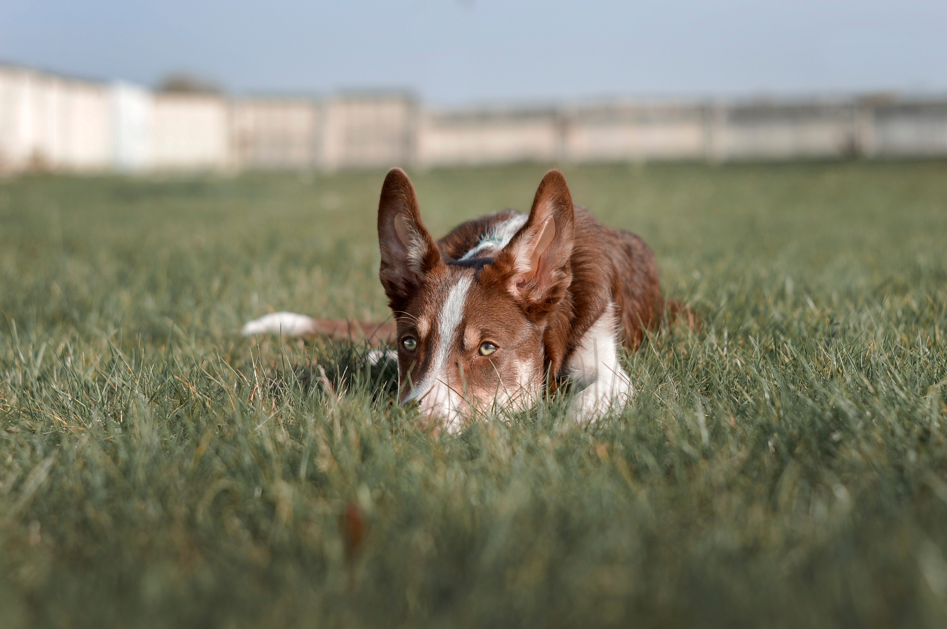 Short haired chocolate tricolor border collie puppy laying in the grass