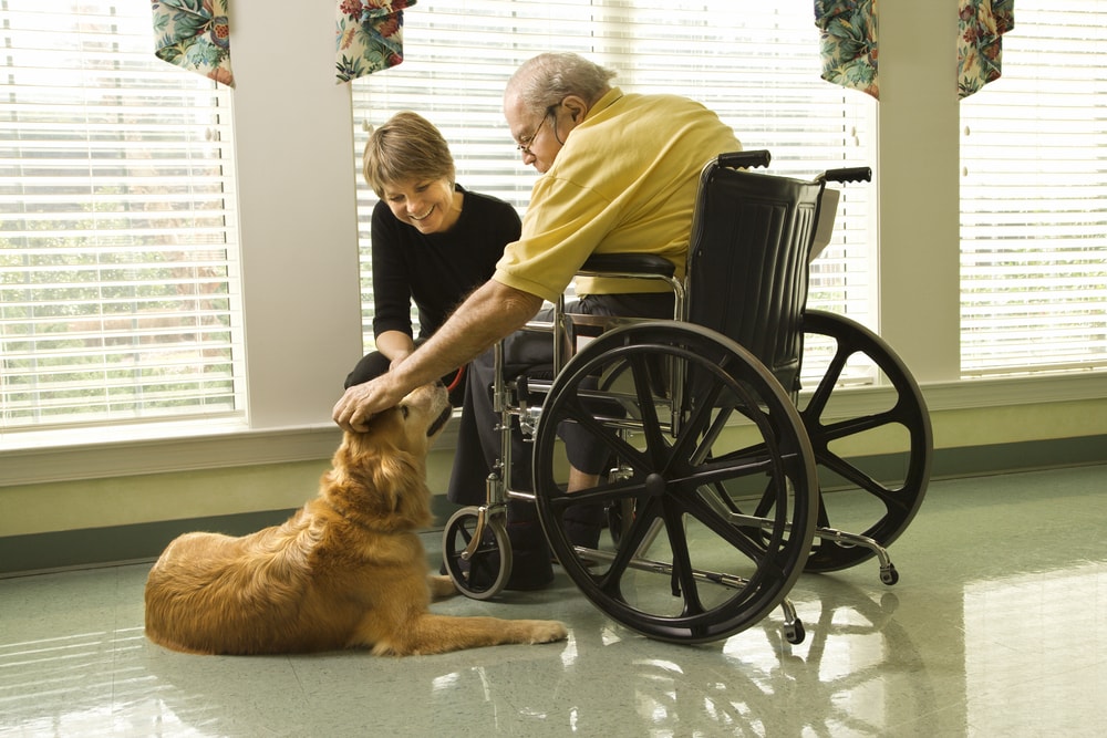 therapy dog old man in wheelchair