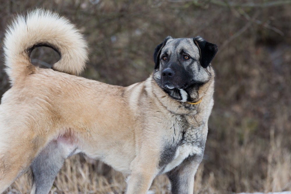 anatolian shepherd dog