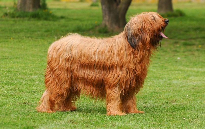 briard dog_Ricantimages, Shutterstock