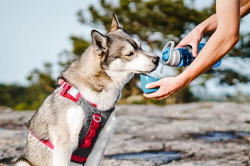 siberian husky dog drinking water from a portable dog water bottle