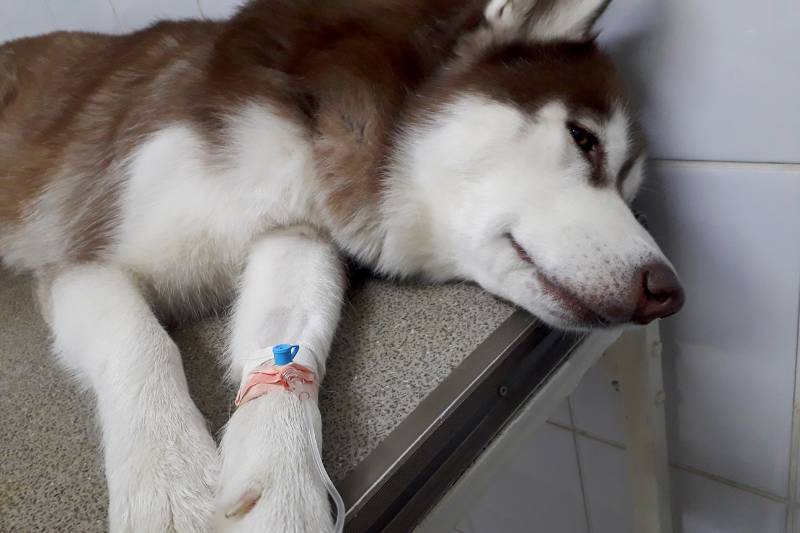 siberian husky dog with cancer lying on the vet's table