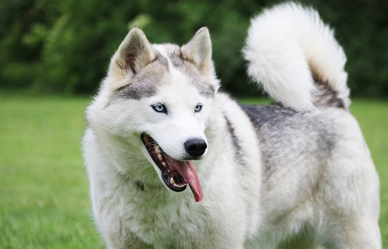 siberian husky dog with its tongue out