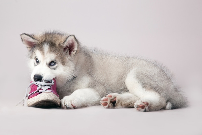 siberian husky puppy chewing shoes