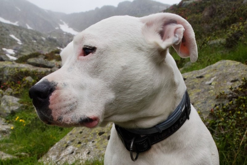 side profile of a dogo argentino's face