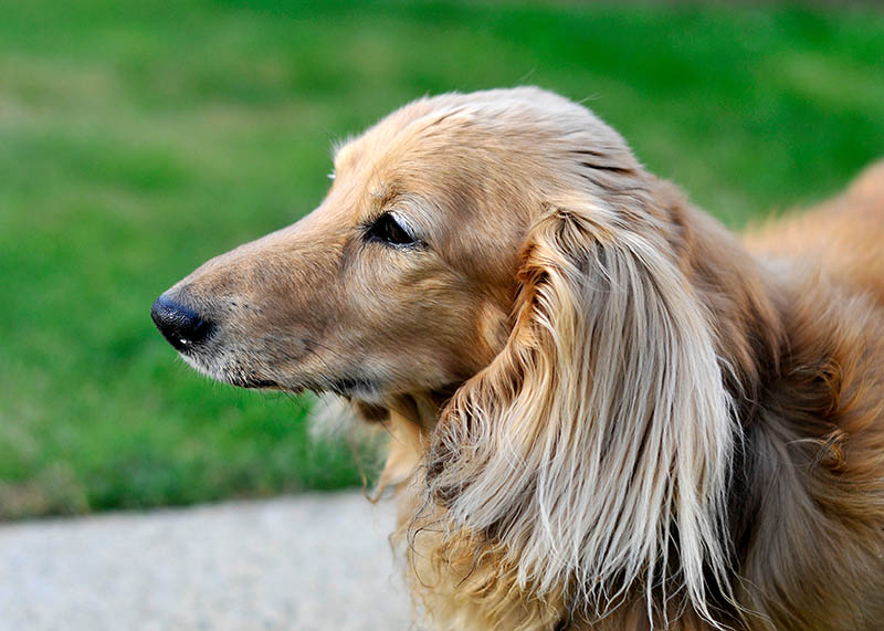 side view of a cream longhaired dachshund