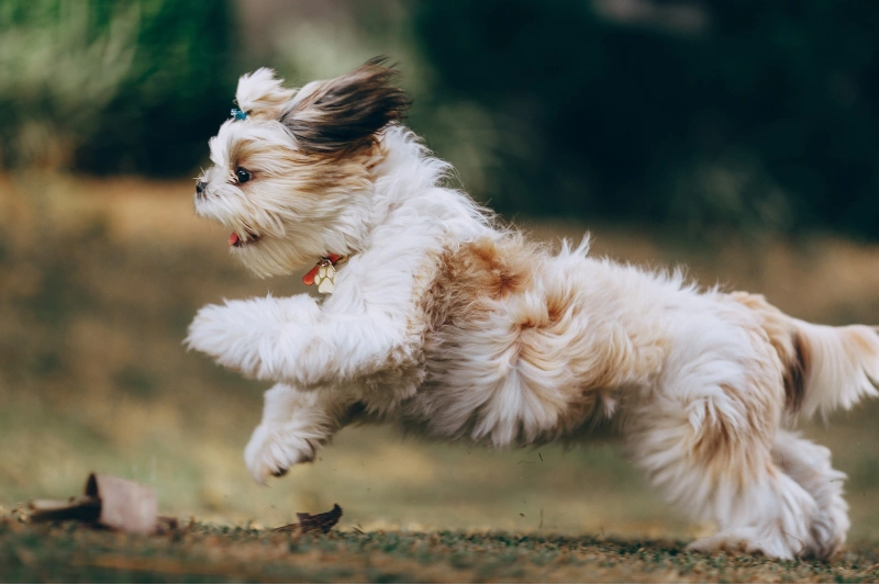 side view of a running shih tzu outdoors