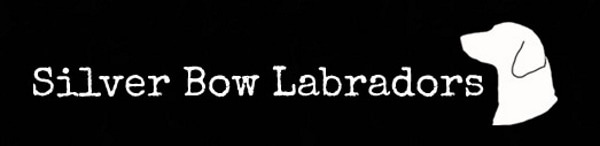 silver bow labradors logo