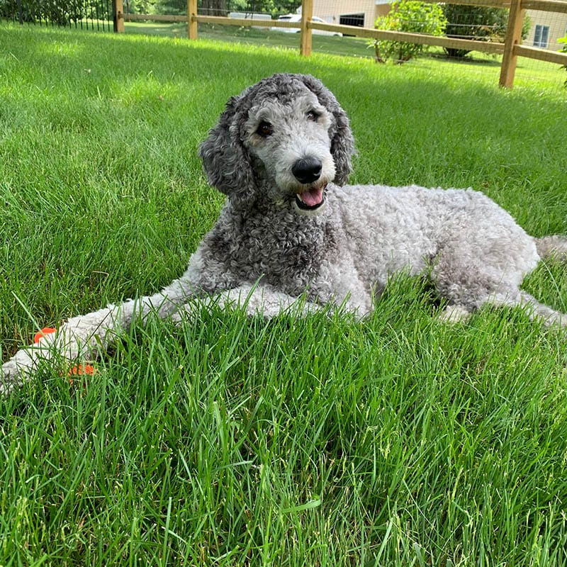 silver labradoodle dog sitting on the grass