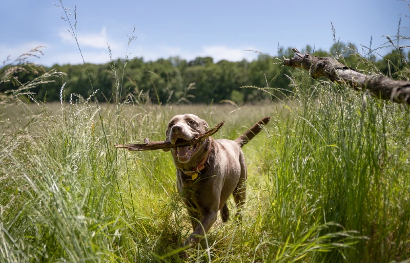silver labrador dog running through a field with a stick in its mouth