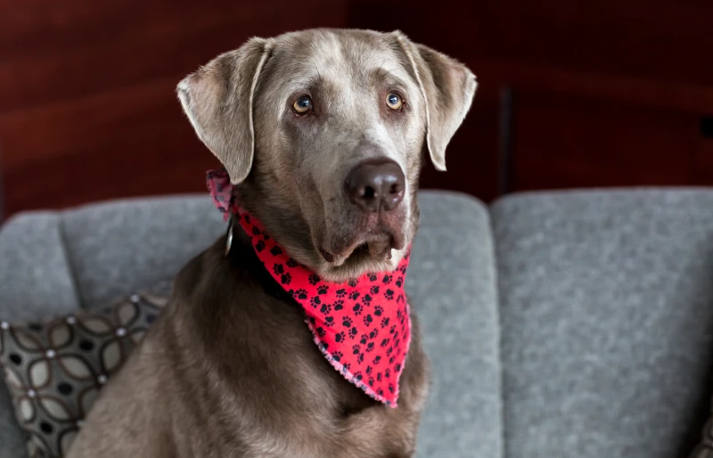 silver labrador dog with a red bandana sitting on a couch