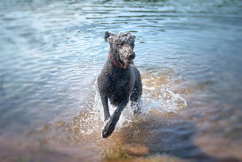silver poodle leaping from the water