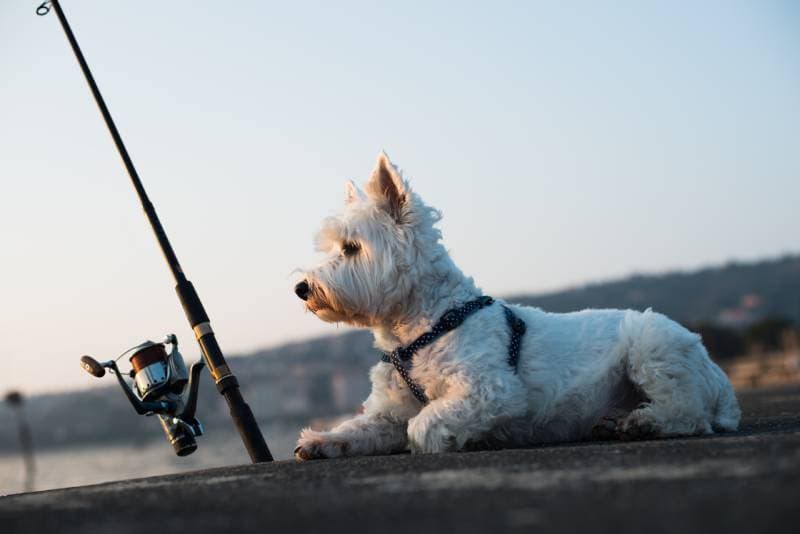sitting dog waiting for a fish with fishing rod at the side