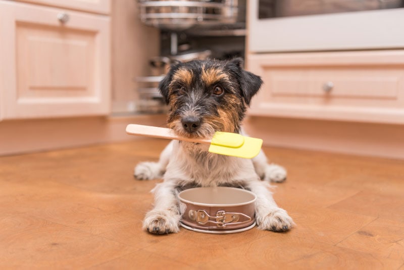 small dog lying next to a bowl with baking tool on its mouth