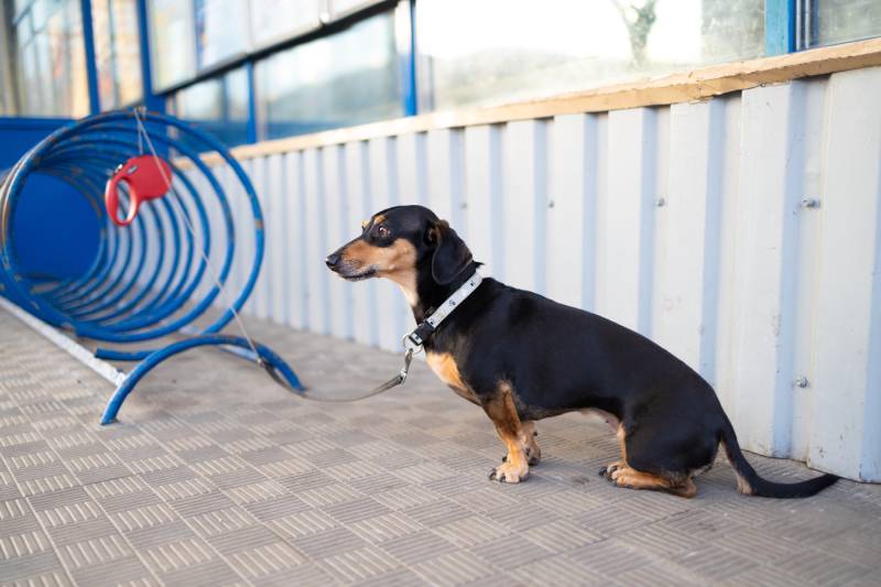 small dog waiting on leash on a Bicycle stand for its owner in front of supermarket or store