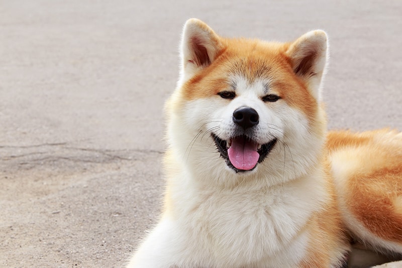 smiling akita inu lying on a cement floor