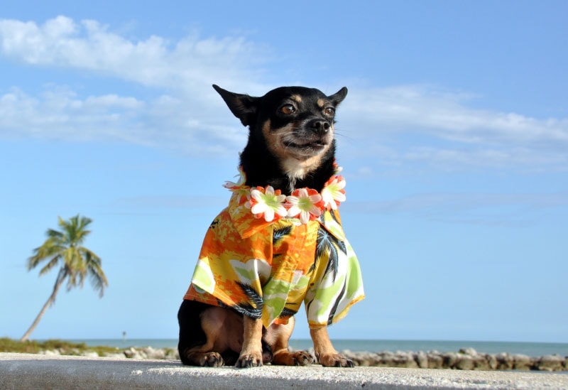 smiling chihuahua puppy dressed in a tropical hawaiian shirt