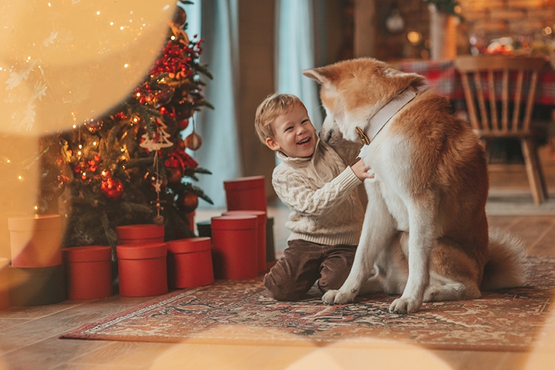 smiling child petting an akita inu dog beside the Christmas tree
