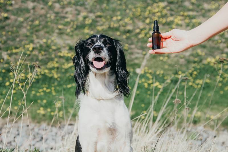 smiling happy dog by the hand holding a bottle of hemp oil