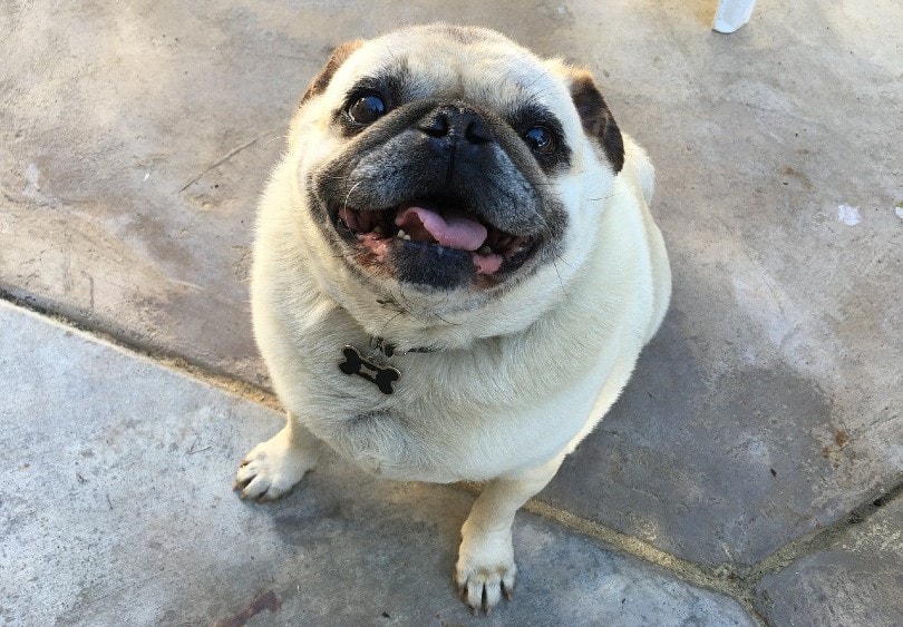 smiling pug looking up