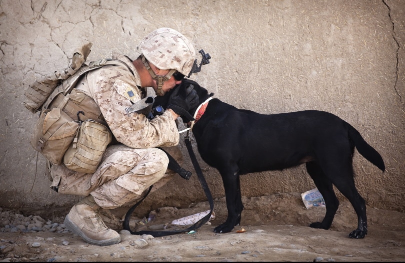 soldier kissing a black dog