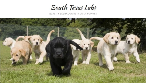 south texas labs logo