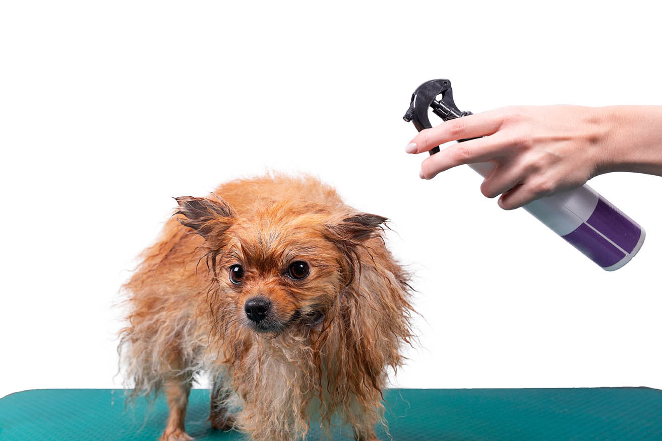 spraying leave-on conditioner to pomeranian spitz dog