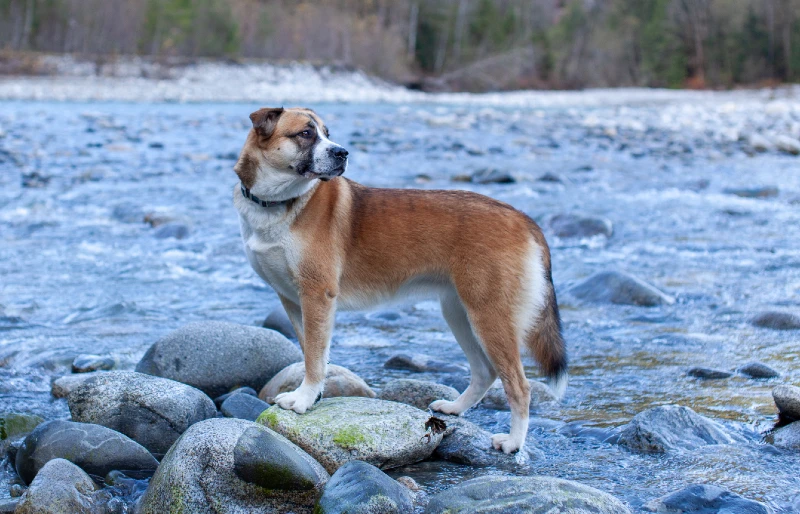st bernard husky mixed breed dog standing on a rocky river bank