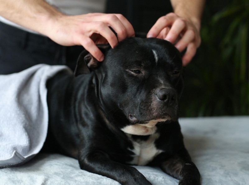 staffordshire bull terrier dog getting a head massage