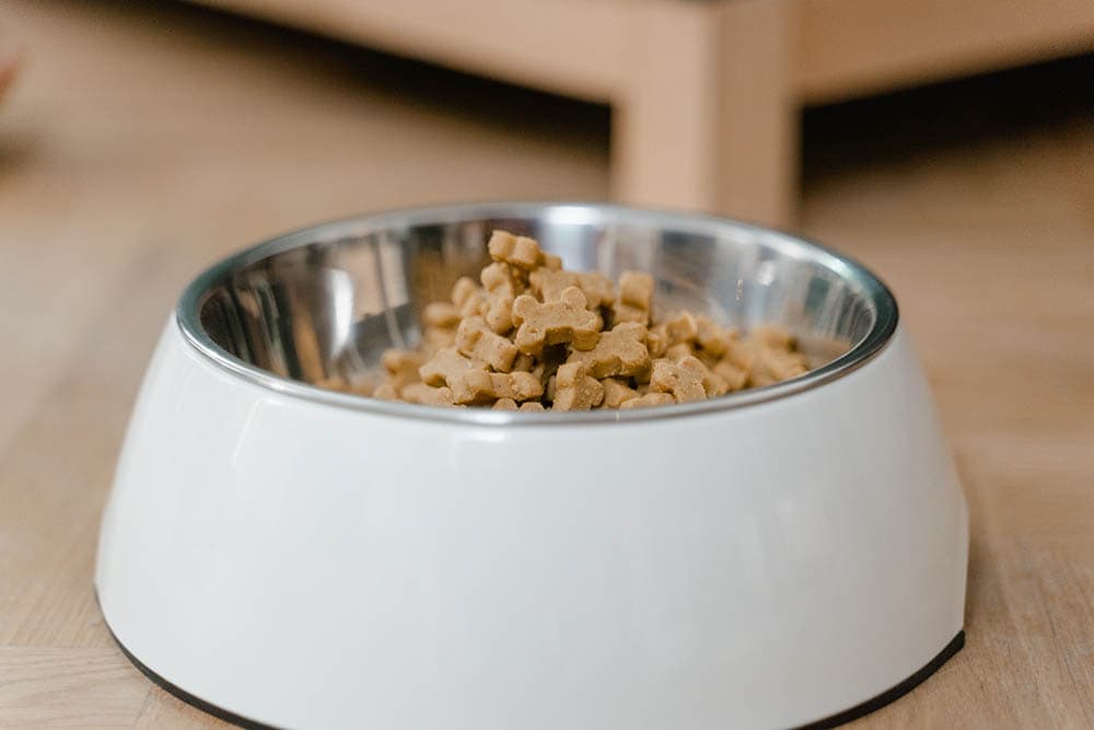 stainless dog bowl_MartProduction_Pexels