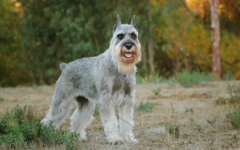 standard schnauzer dog with cropped ears