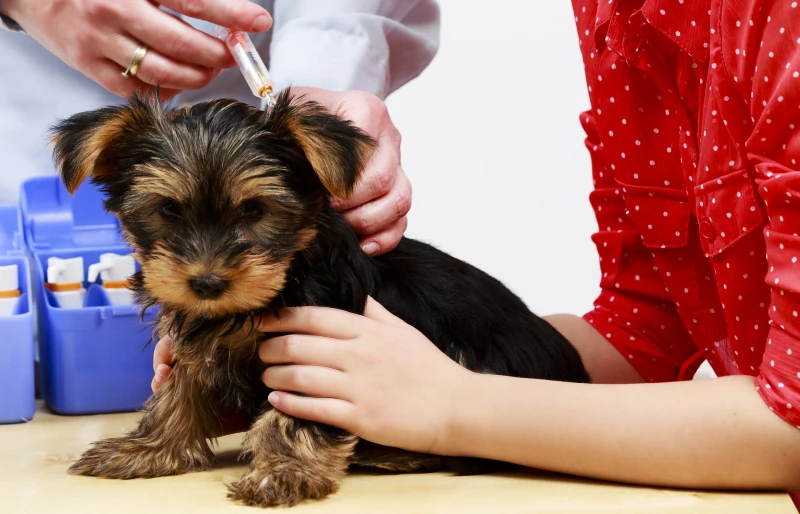 standard yorkshire terrier puppy getting vaccinated at the vet