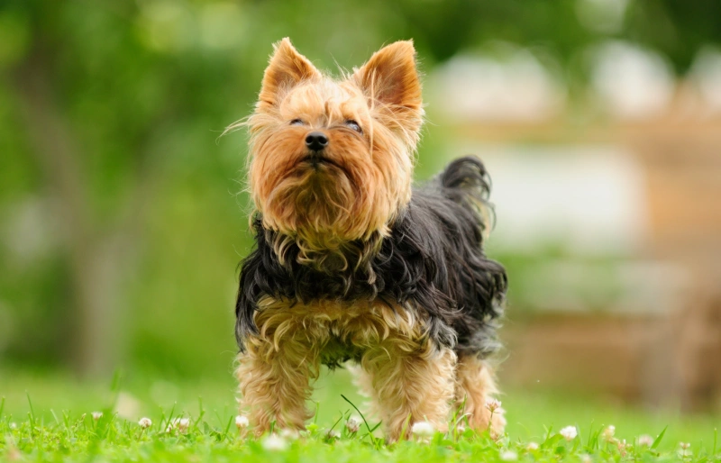 National Yorkie Day 2024 What & When Is It? Dogster