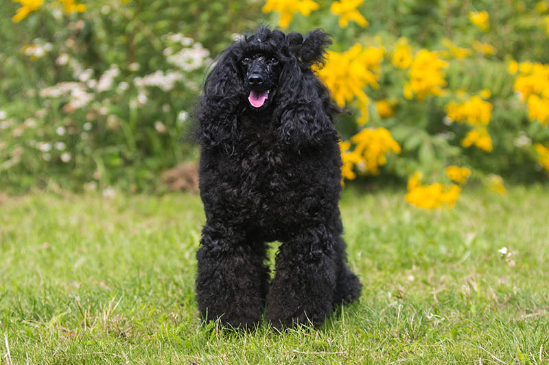 standing black moyen poodle
