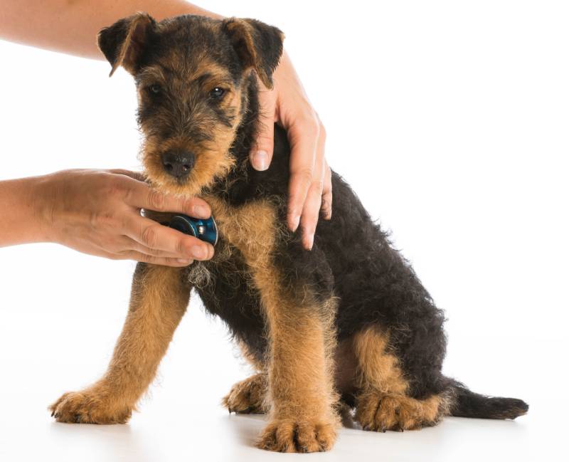 stethoscope on the heart of a airedale terrier puppy