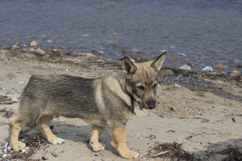 swedish vallhound dog near lake