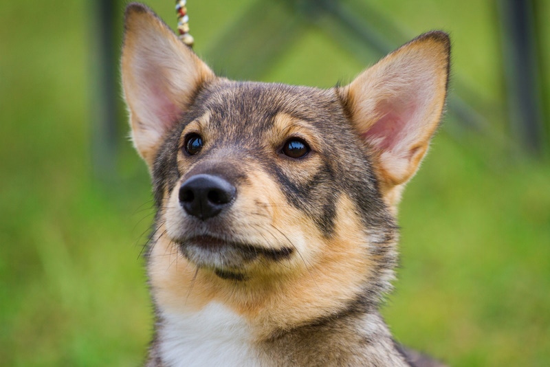 swedish vallhund dog close up