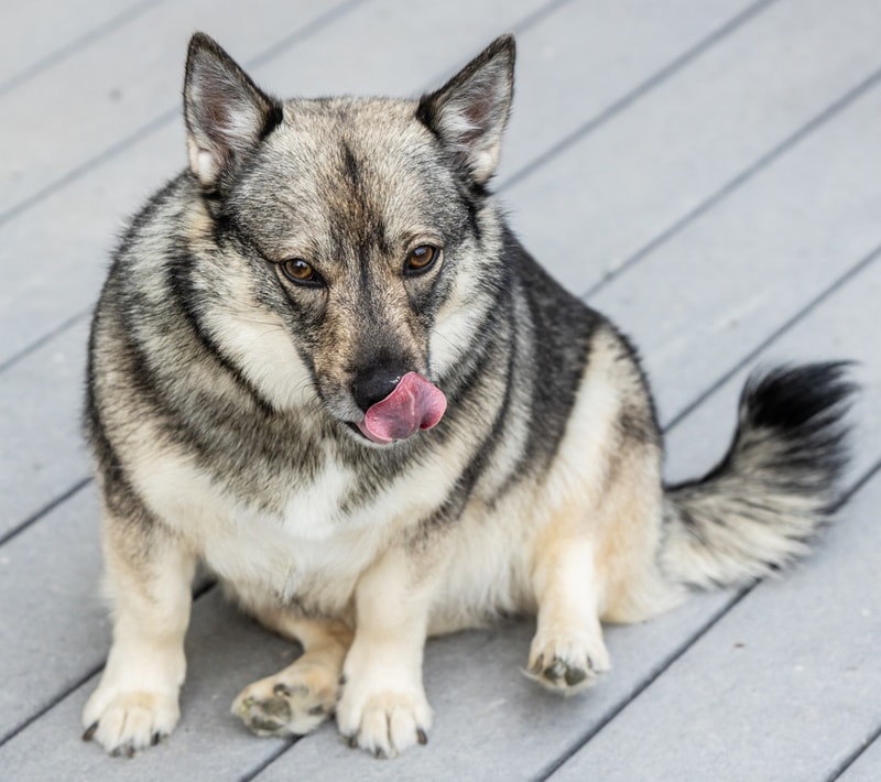 swedish vallhund dog licking its lips