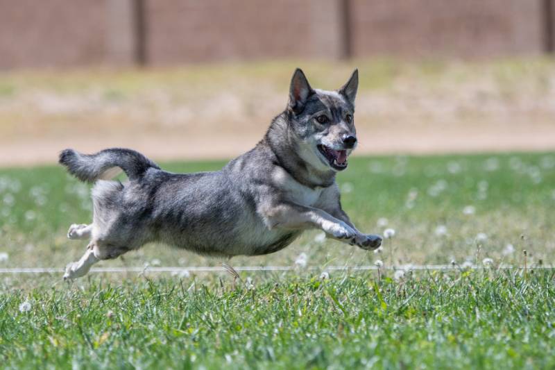 swedish vallhund dog lure Coursing