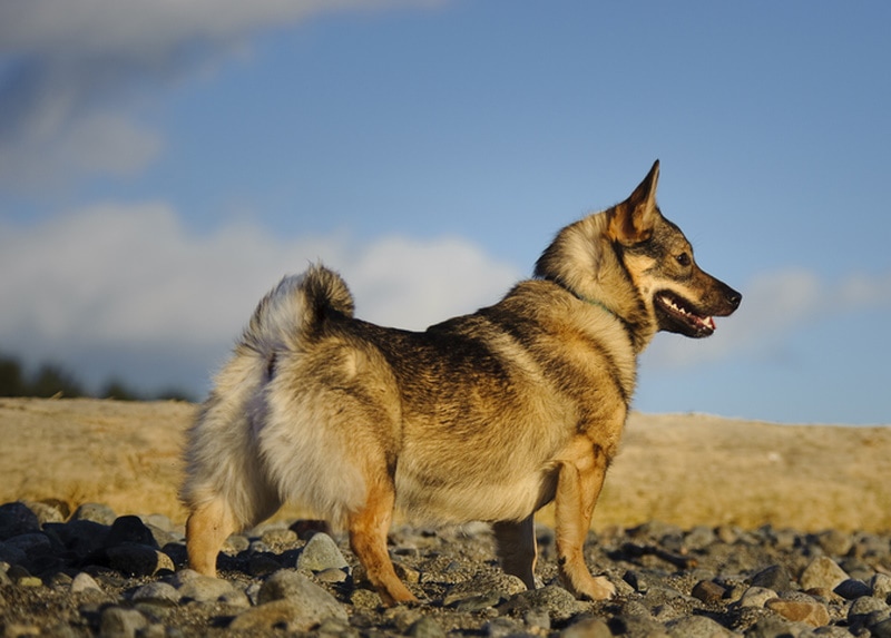 swedish vallhund dog standing