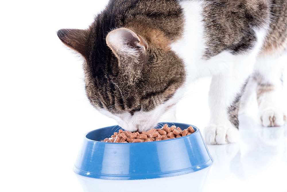 Tabby cat eating wet food