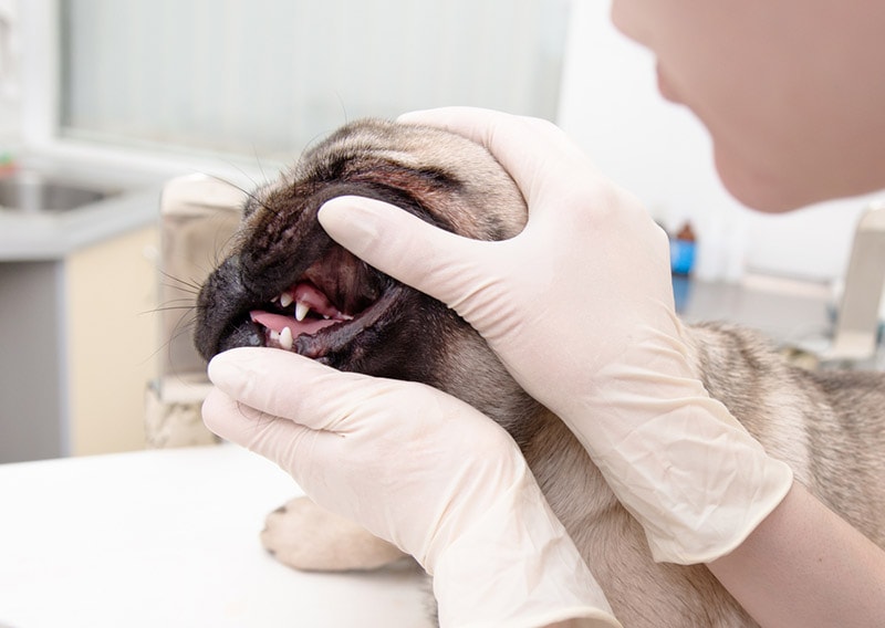 teeth of a pug dog getting checked by a vet
