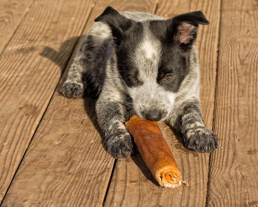 texas heeler puppy with rawhide stick