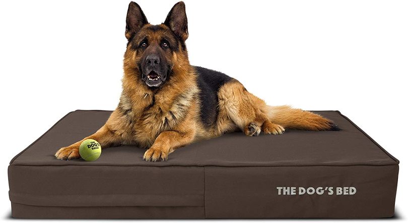 the dogs bed3,The Dog's Ball, Amazon