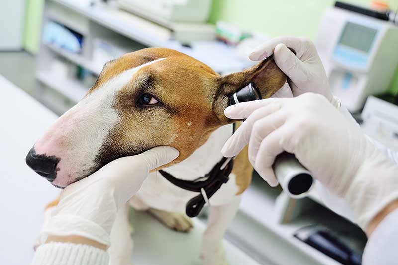the veterinarian checks the ears or hearing of the dog pitbull Terrier with the help of an otoscope